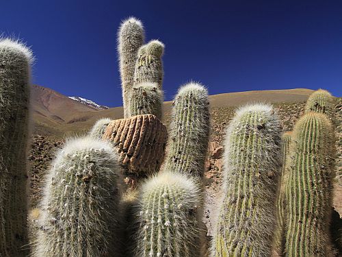 Atacama Desert Conservation Reserve