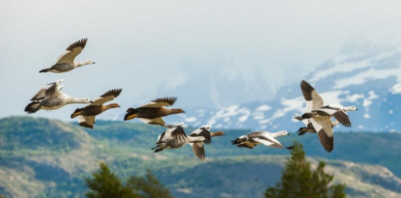 Torres del Paine in Springtime Birds