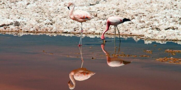 chilean_flamingos_andean_animals