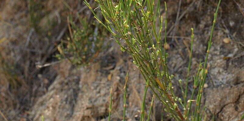 pingo_Scott-Zona_edible_plants_in_Chile